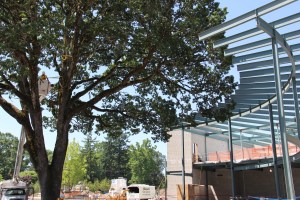 Historic white oak removed from Salem Hospital construction site due to large eight foot split. Photo by Natalie Pate